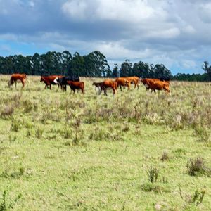 Campo En Lavalleja