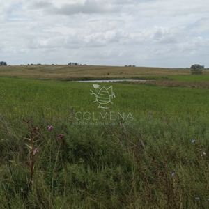 Campo En Florida Agrícola-ganadero