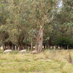 Campo 230 Has - Ganadero Y Turístico En Rocha
