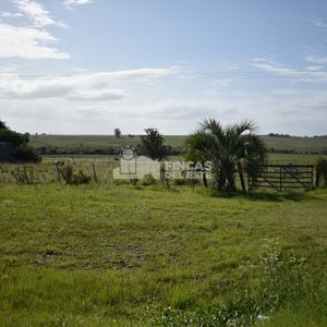 Campo Ruta 9  San Carlos