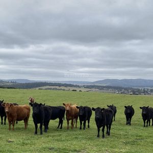 Campo Ganadero I Maldonado I 313 Has