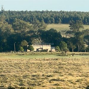 Campo Forestal Ganadero En Cerro Largo