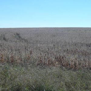 Estancia Agricola Ganadera 1600 Ha En Paysandú