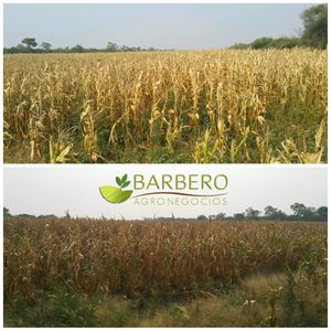 Barbero Agronegocios Tunas 1600 Ha