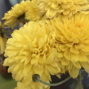 Magnolias 3           77937400