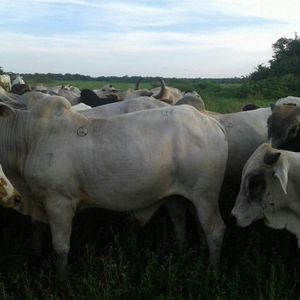 Aviso  En Venta Una Estancia Ganadera De 2000 Hectáreas, Completamente Encerrada Por Laguna Y Yomomos, Libre De Abijeato, Apta Para Entrar A Trabajar. .tiene Corrales, Corralon, Casa, Cocina, Posos Semisurgentes, Con Posas De Agua, Excelente Para Ganado D