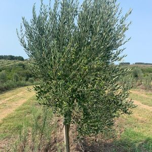 Terreno Olivar En Venta En Maldonado 