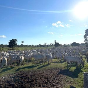 En Venta: 13.720 Ganaderas Con Potencial Agrícola En Siv