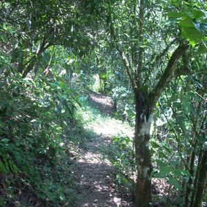 Coroico Bonito Terreno 3000 Metros Diferentes Frutales, Papaeles Al Dia