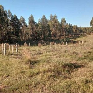 Venta Campo 90ha Forestales En Treinta Y Tres