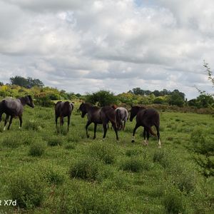 Chacra "la Isla": Tres Entradas, Próxima A San Ramón Y Chamizo. Valor: 263.000 Dólares.