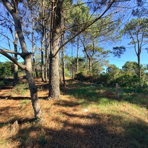 Viví Entre Pinos: Terreno De 510 M² En Punta Del Diablo