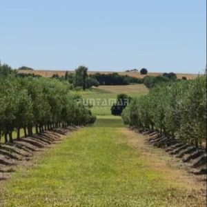 Importante Chacra De 35 Hectareas En Artilleros, Colonia