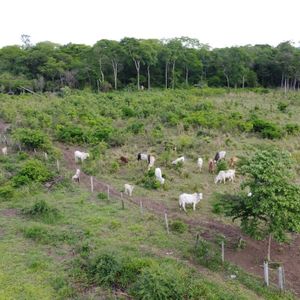Propiedad Ganadera En Venta - Zona Este 