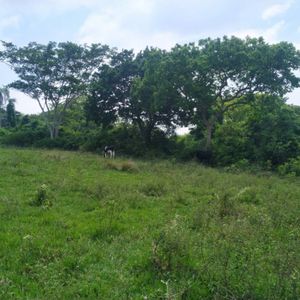 Hermoso Terreno Urubo Tarumatu En Venta