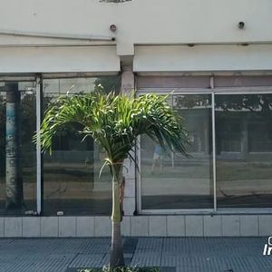 Local Comercial En Alquiler Zona Central Sobre Avenida