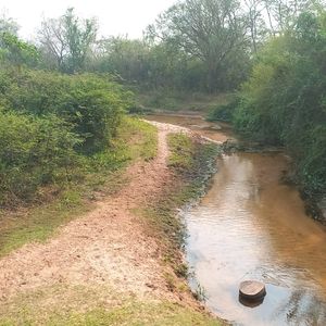 Propiedad Ganadera En Venta En Robore 483 Hectáreas 