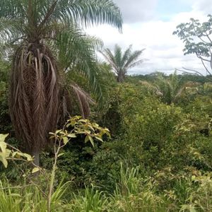 Vendo En El Urubo  Linda Propiedad De 4.5 Ha, 10mn Del  Puente Foianini