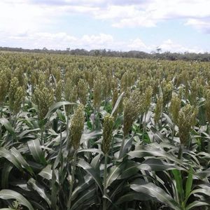 Propiedad Ganadera En Venta - Pailon