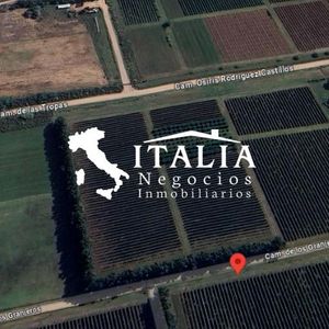 Terreno 5 Hectareas Con Plantación De VIñedo