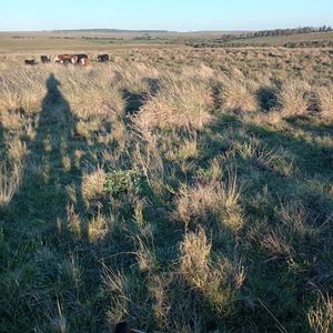 Venta De Campo 96,2158 Ha – Retamosa,ruta 14 , Lavalleja –