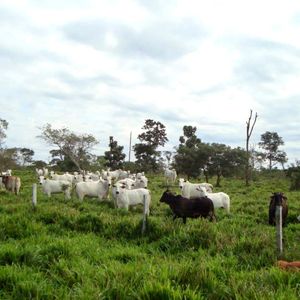 En Venta: 546 Hectáreas Ganaderas Y Potencialmente Agrícolas En San Ignacio