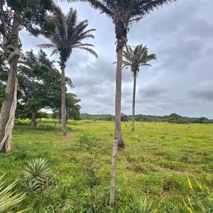 Inmueble # 482 Terreno En Venta En Tarumatu - Urubo