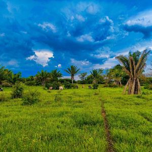 Propiedad Ganadera Pequeña Loma Alta 