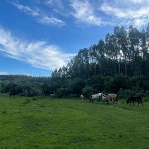 Venta 262 Hectareas Pueblo Eden
