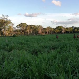 Propiedad Agricola Ganadera En Chochis