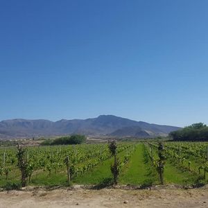 Hermosa Propiedad En Venta Sobre La Ruta Del Vino, 