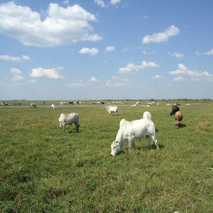 Oportunidad De Inversion 16.550 Hectáreas Listas Para Trabajar