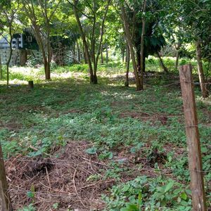 En Porongo, A 1.5km De La Plaza, Lindo Terreno De 1110m2