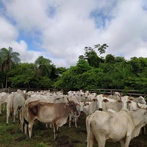 Propiedad Ganadera En Santa Rosa Del Sara 
