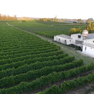 Chacra VIñedo En Venta Montevideo