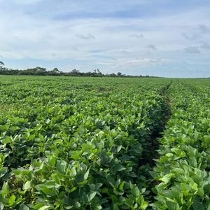 Linda Propiedad Agricola  De 604ha Por Pailon Sur, Entrando 70km