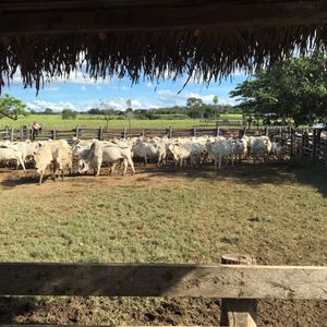 Venta De Propiedad Ganadera Y Agrícola De 11300 Hectáreas. A 6.500.000 Usd 