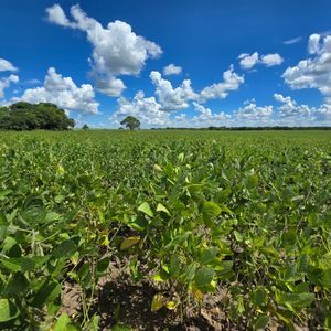 En Venta | Propiedad Agrícola Al Norte De Santa Cruz