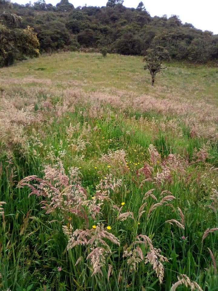 Finca en  Venta en Jabonera, Nuevo colon