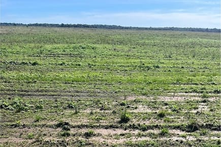 Finca Agrícola-Venta-Pirity, , San Pedro Del Paraná, Itapúa