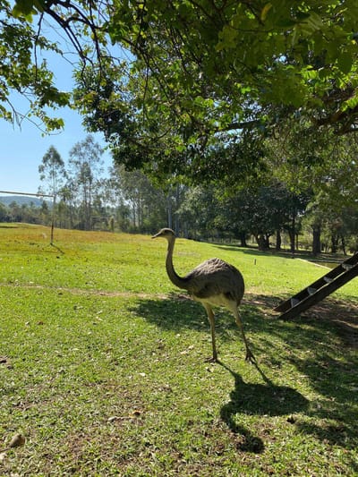 GRANJA EN VENTA | PIRIBEBUY