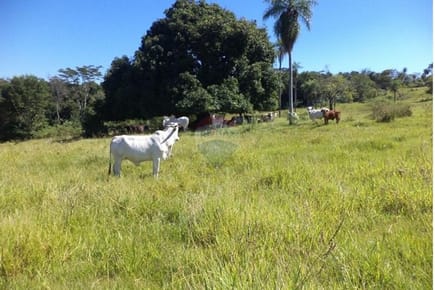 VENDO ESTANCIA FORMADA EN ISLA PUCU CORDILLERA
