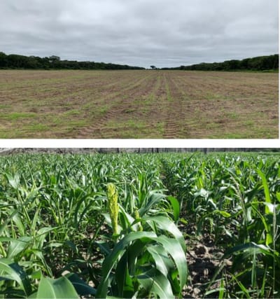 En Venta: 4.100 Hectáreas Ganadera - Agrícola En San José De Chiquitos
