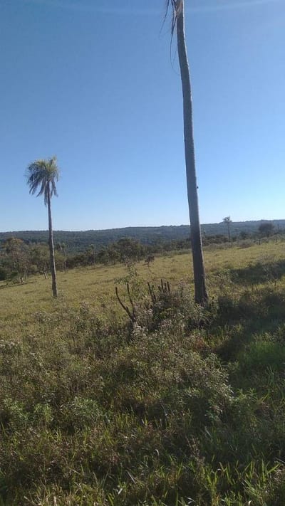EN VENTA 8,5 HECTAREAS EN PIRIBEBUY 