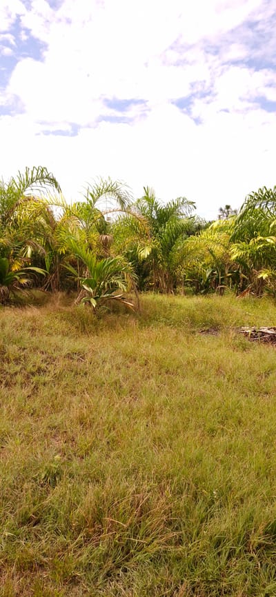 En Venta 75 Hectareas De Terreno, 20 Mil Soles X Hectárea