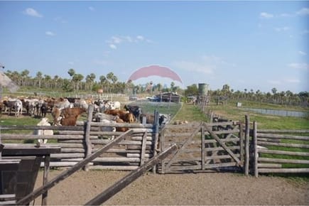 Vendo Estancia de 731 hectáreas en Presidente Hayes a 850 USD la ha 