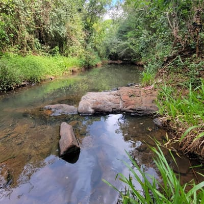 EN VENTA 10 HECTAREAS EN COLONIA PARANA