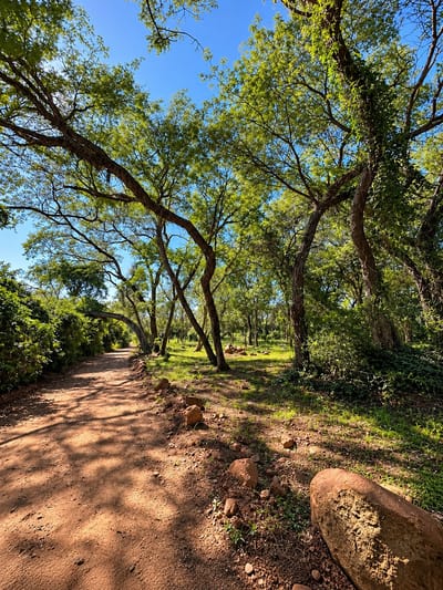 3 lotes arbolados de 421 m² - Ypacaraí - Mbokajaty