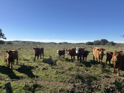 Venta Chacra en Pueblo Edén, Maldonado