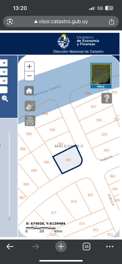 Lote chihuahua